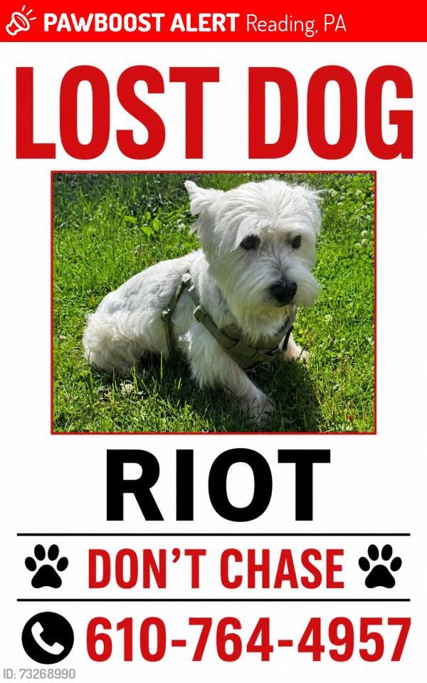 Lost Male Dog last seen Mt Penn, Reading, PA 19601