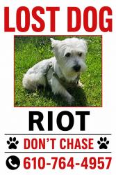 Lost Male Dog last seen Mt Penn, Reading, PA 19601