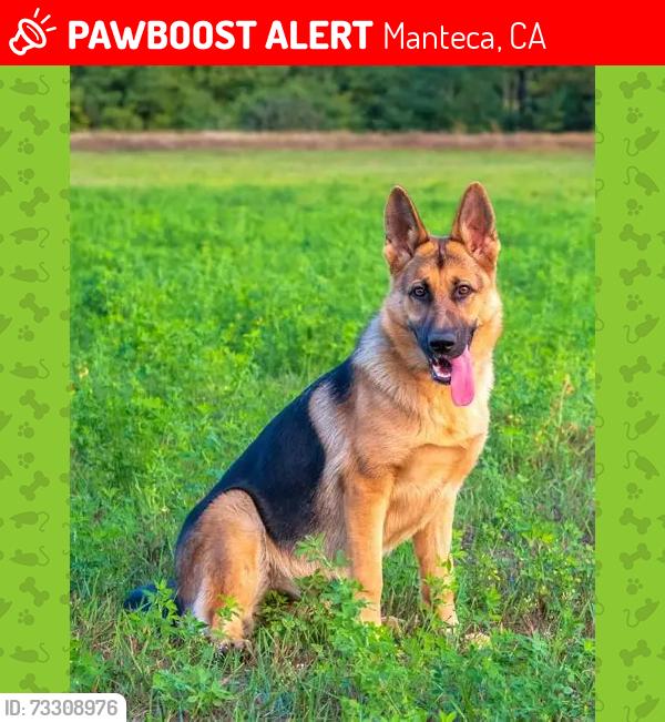Lost Male Dog last seen manteca ca, Manteca, CA 95337