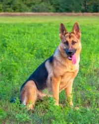 Lost Male Dog last seen manteca ca, Manteca, CA 95337