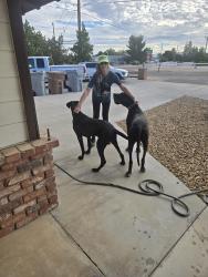 Reunited Male Dog last seen Seaforth and Hatings Ave. Hesperia, CA, Hesperia, CA 92345