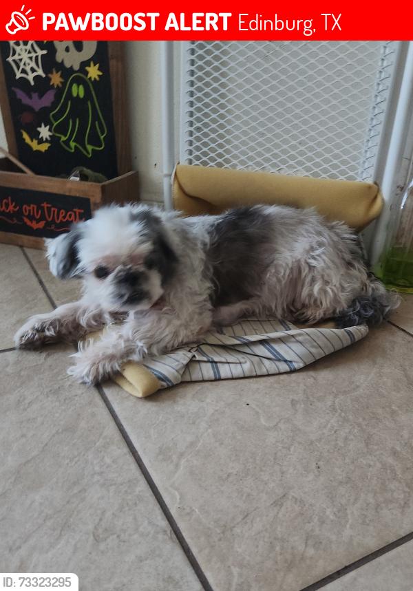 Lost Female Dog last seen Ruby and Zircon Dr in Edinburg Tx, Edinburg, TX 78541