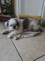 Lost Female Dog last seen Ruby and Zircon Dr in Edinburg Tx, Edinburg, TX 78541