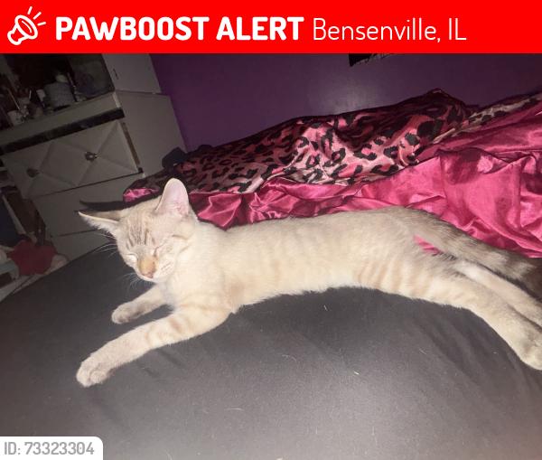 Lost Male Cat last seen marshall rd, Bensenville, IL 60106