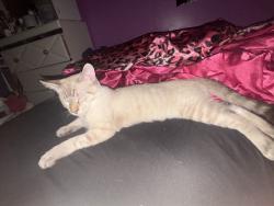 Lost Male Cat last seen marshall rd, Bensenville, IL 60106
