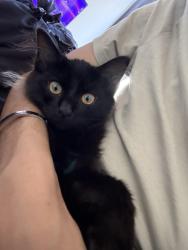 Reunited Male Cat last seen Washington, St. Louis, MO 63101