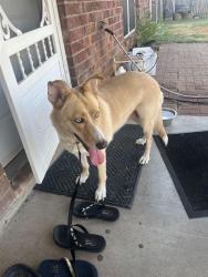 Reunited Female Dog last seen Knob Hill and Mountain Vista, Granbury, TX 76048