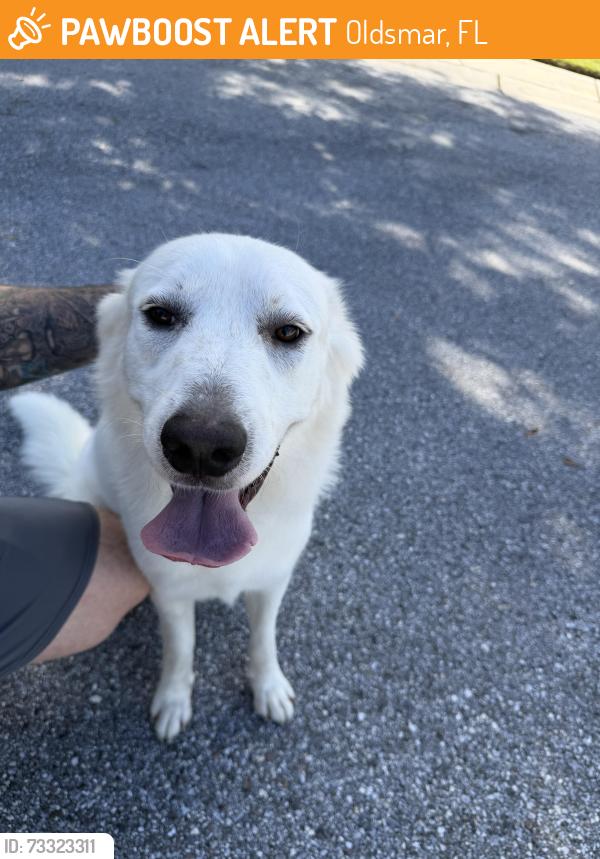 Found/Stray Male Dog last seen East lake oaks, Oldsmar, FL 34677