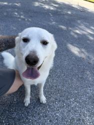 Found/Stray Male Dog last seen East lake oaks, Oldsmar, FL 34677