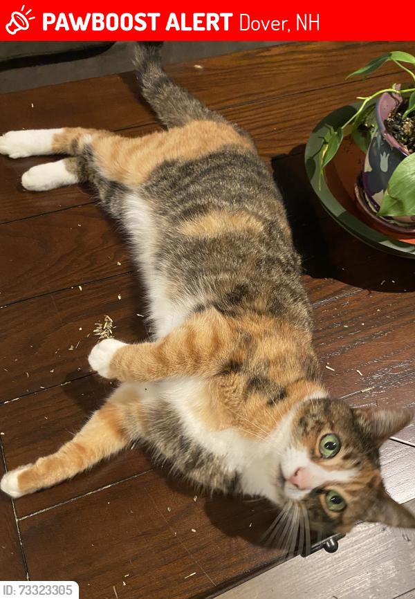 Lost Female Cat last seen Henry Law Avenue, Dover, NH 03820