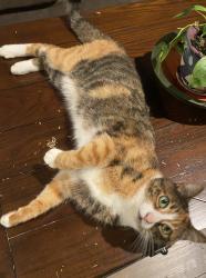 Lost Female Cat last seen Henry Law Avenue, Dover, NH 03820