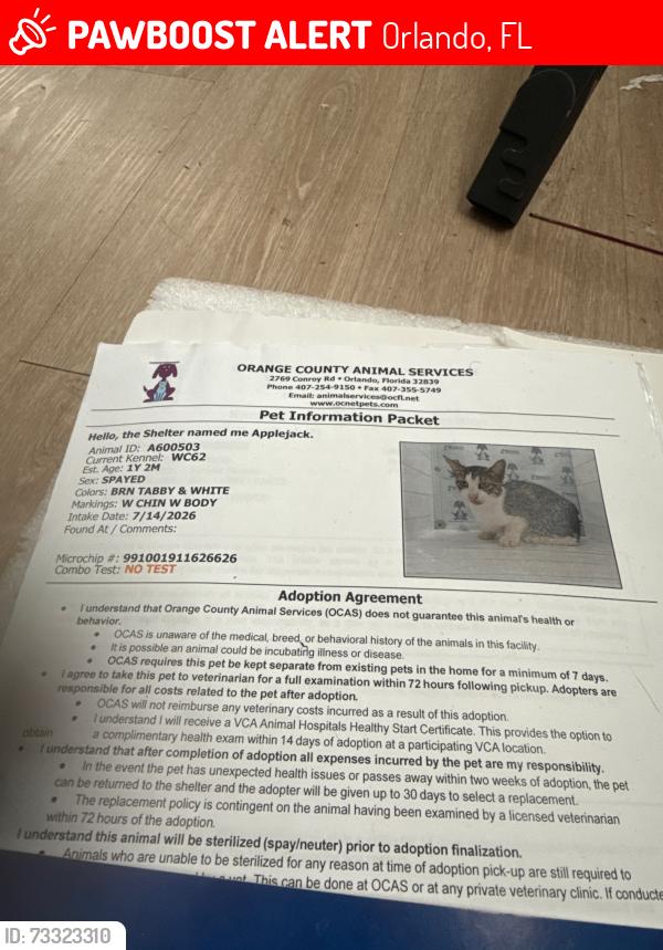 Lost Female Cat last seen COCONUT PALMS apmt, Orlando, FL 32811