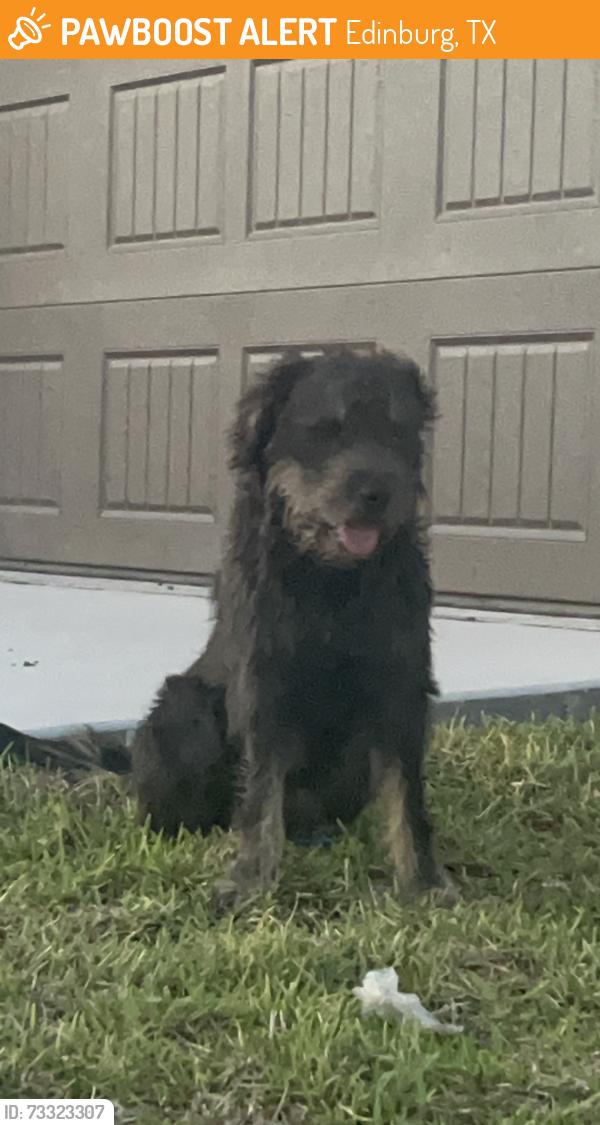 Found/Stray Male Dog last seen La Sienna pkwy, Edinburg, TX 78542