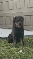 Found/Stray Male Dog last seen La Sienna pkwy, Edinburg, TX 78542
