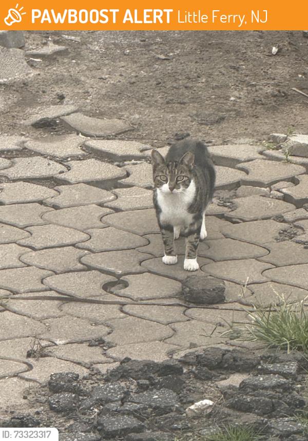 Found/Stray Unknown Cat last seen Liberty st, Little Ferry, NJ 07643