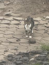 Found/Stray Unknown Cat last seen Liberty st, Little Ferry, NJ 07643