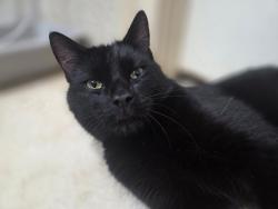 Found/Stray Male Cat last seen East 12 street, between Ave O and P, Brooklyn, NY 11230
