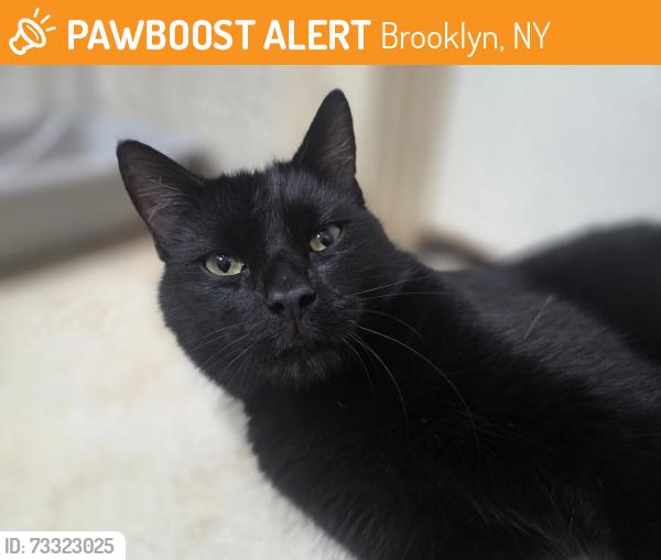 Found/Stray Male Cat last seen East 12 street, between Ave O and P, Brooklyn, NY 11230