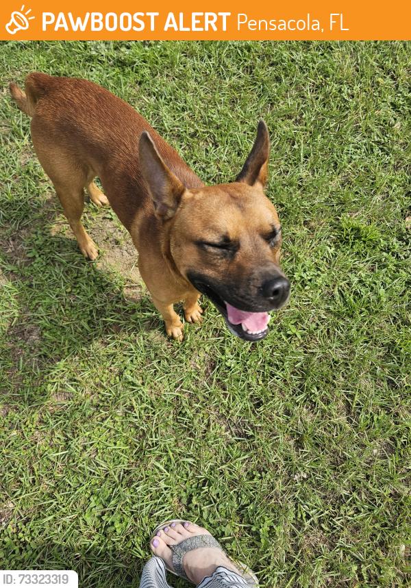 Found/Stray Male Dog last seen Dog track road, Pensacola, FL 32506