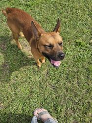 Found/Stray Male Dog last seen Dog track road, Pensacola, FL 32506