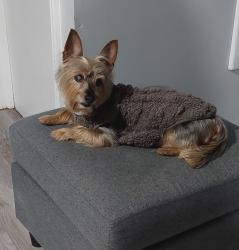Lost Male Dog last seen Princeton rd, Linden, NJ 07036