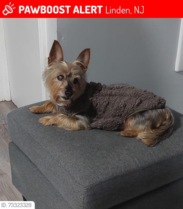 Lost Male Dog last seen Princeton rd, Linden, NJ 07036