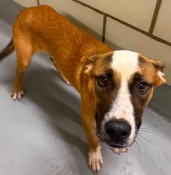 Found/Stray Unknown Dog last seen Located at Rockdale County Animal Service, 1506 Rockbridge Road, Conyers, GA 30012, Conyers, GA 30012