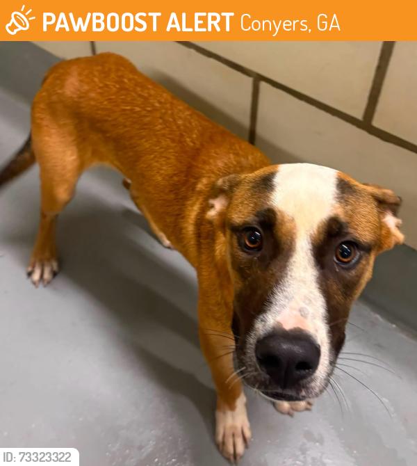 Found/Stray Unknown Dog last seen Located at Rockdale County Animal Service, 1506 Rockbridge Road, Conyers, GA 30012, Conyers, GA 30012