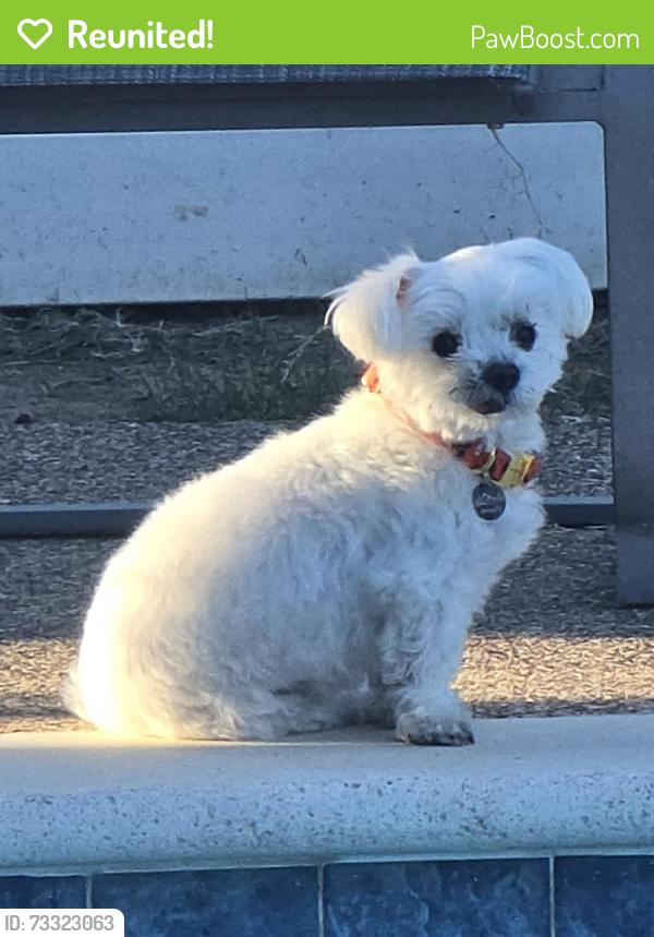 Reunited Male Dog last seen Sharon and silver meadow, Corinth, TX 76210