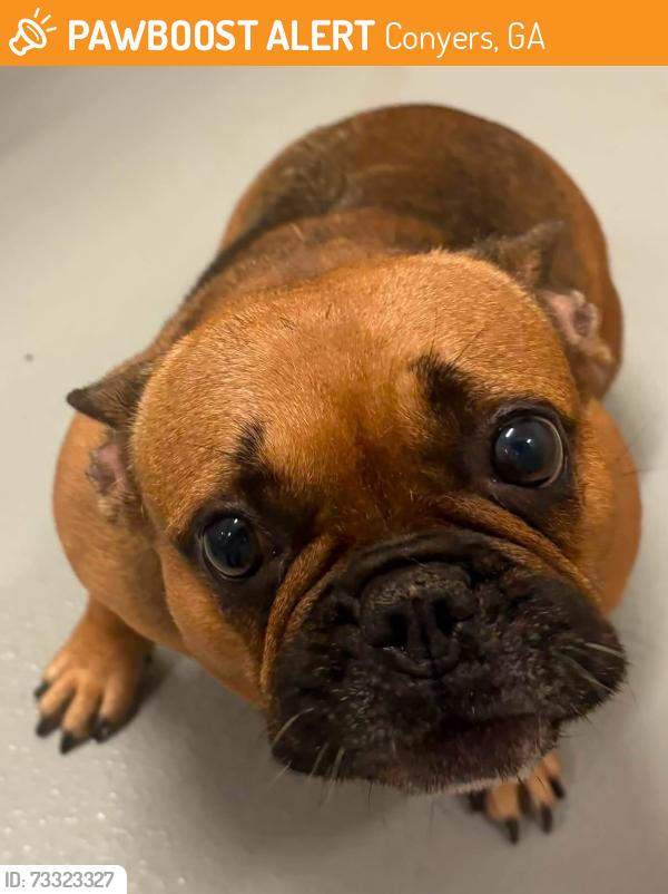 Found/Stray Unknown Dog last seen Located at Rockdale County Animal Service, 1506 Rockbridge Road, Conyers, GA 30012, Conyers, GA 30012