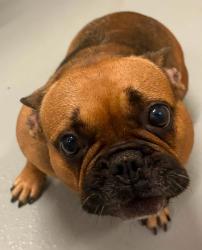 Found/Stray Unknown Dog last seen Located at Rockdale County Animal Service, 1506 Rockbridge Road, Conyers, GA 30012, Conyers, GA 30012