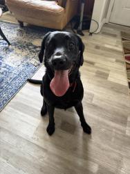 Reunited Male Dog last seen Eastwood Community Church, Wilmington, NC 28403