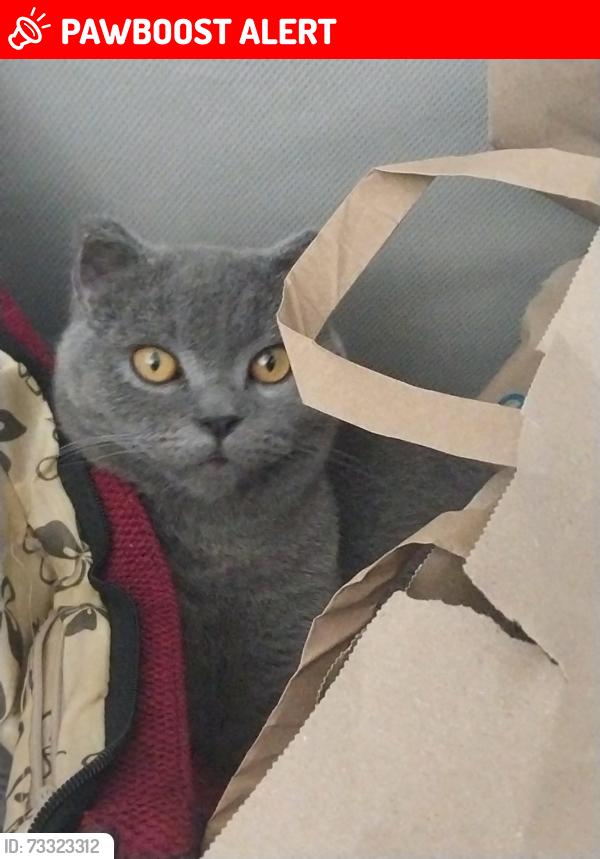 Lost Male Cat last seen B70, West Bromwich, England 