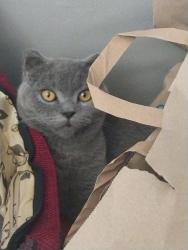 Lost Male Cat last seen B70, West Bromwich, England 