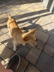 Reunited Male Dog last seen Oxford Street, Chula Vista, CA 91911