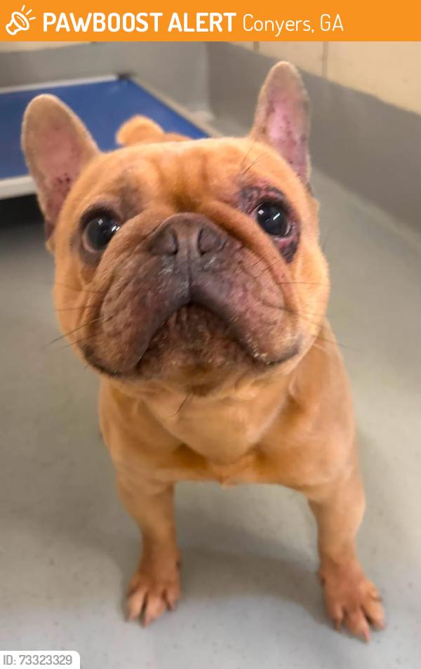 Found/Stray Unknown Dog last seen Located at Rockdale County Animal Service, 1506 Rockbridge Road, Conyers, GA 30012, Conyers, GA 30012