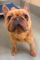 Found/Stray Unknown Dog last seen Located at Rockdale County Animal Service, 1506 Rockbridge Road, Conyers, GA 30012, Conyers, GA 30012