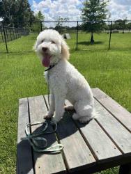 Reunited Female Dog last seen Cecil Watkins, Arnaudville, LA 70512