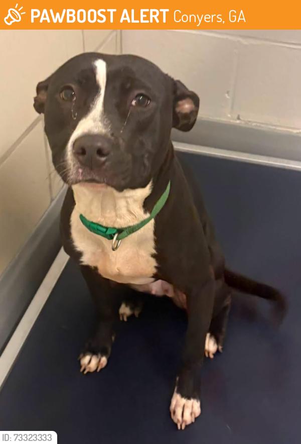 Found/Stray Unknown Dog last seen Located at Rockdale County Animal Service, 1506 Rockbridge Road, Conyers, GA 30012, Conyers, GA 30012