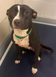 Found/Stray Unknown Dog last seen Located at Rockdale County Animal Service, 1506 Rockbridge Road, Conyers, GA 30012, Conyers, GA 30012