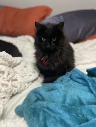 Lost Female Cat last seen 84th Ave NE and M 12th St Medina WA, Medina, WA 98039