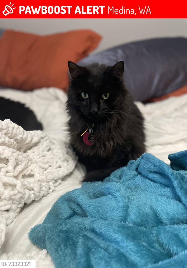 Lost Female Cat last seen 84th Ave NE and M 12th St Medina WA, Medina, WA 98039