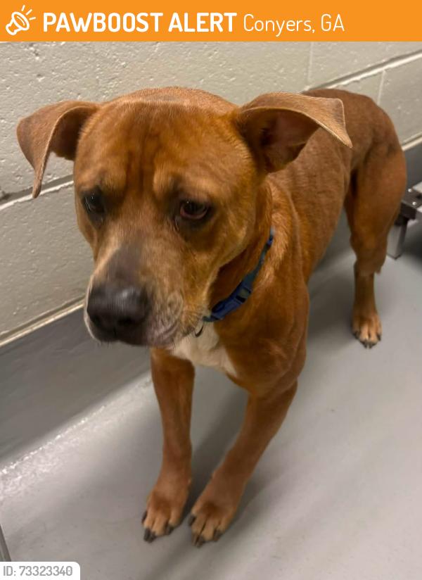 Found/Stray Unknown Dog last seen Located at Rockdale County Animal Service, 1506 Rockbridge Road, Conyers, GA 30012, Conyers, GA 30012