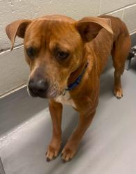Found/Stray Unknown Dog last seen Located at Rockdale County Animal Service, 1506 Rockbridge Road, Conyers, GA 30012, Conyers, GA 30012