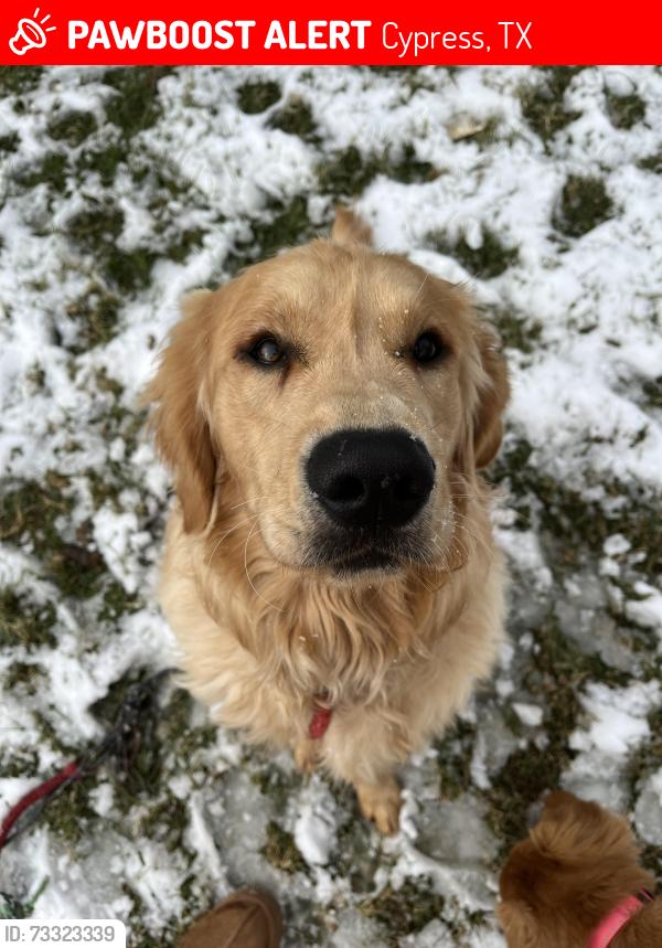 Lost Male Dog last seen In our backyard, Cypress, TX 77429