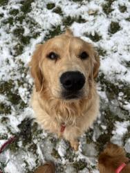 Lost Male Dog last seen In our backyard, Cypress, TX 77429