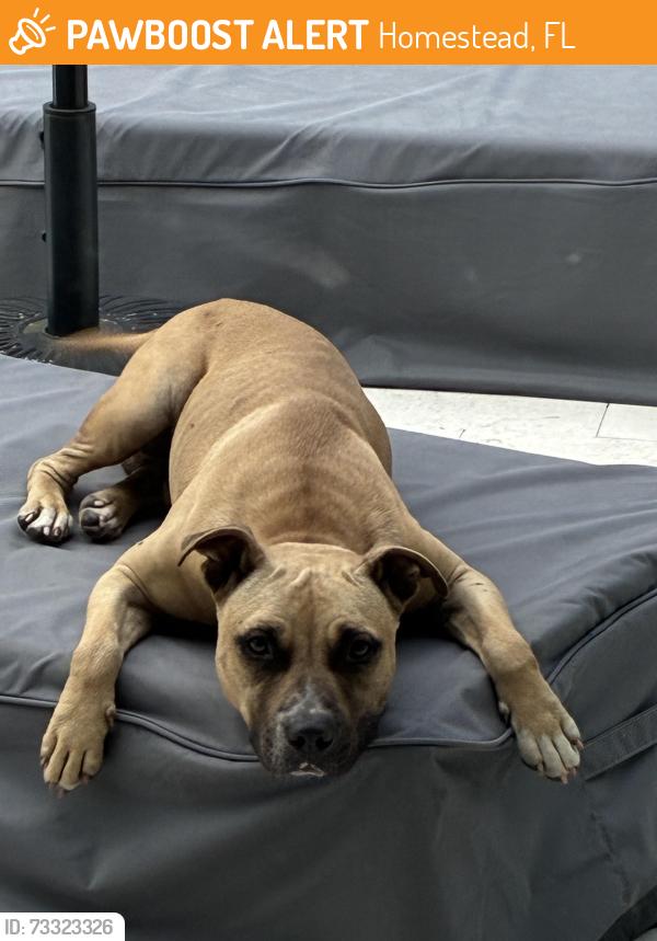 Found/Stray Male Dog last seen Blackpoint marina, Homestead, FL 33030