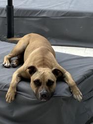 Found/Stray Male Dog last seen Blackpoint marina, Homestead, FL 33030