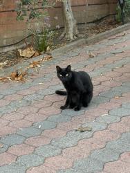 Found/Stray Unknown Cat last seen New Park Road near Tooting Common, Greater London, England 