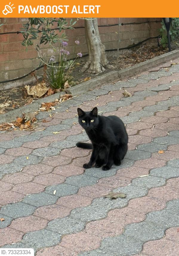 Found/Stray Unknown Cat last seen New Park Road near Tooting Common, Greater London, England 